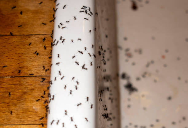 Pest Control Cost in Lake Mack Forest Hills, FL