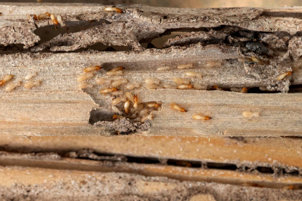 Best Flea Control Services  in Lake Mack Forest Hills, FL