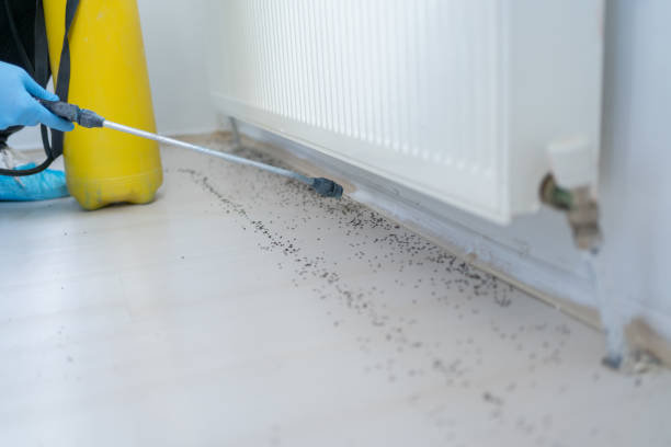 Best Affordable Pest Control Services  in Lake Mack Forest Hills, FL